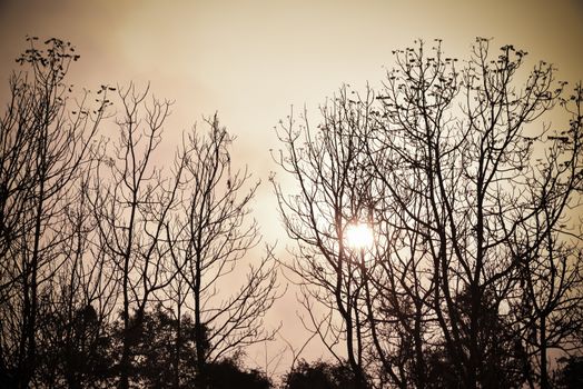 Dead tree in the sunset with a bright orange background