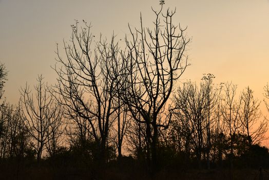 Dead tree in the sunset with a bright orange background