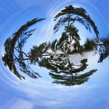 Miniature planet of tree