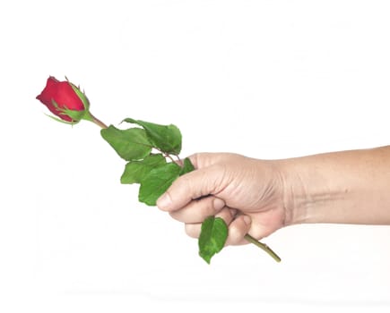 Hand holding red rose isolate on white