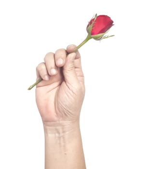 Hand holding red rose isolate on white