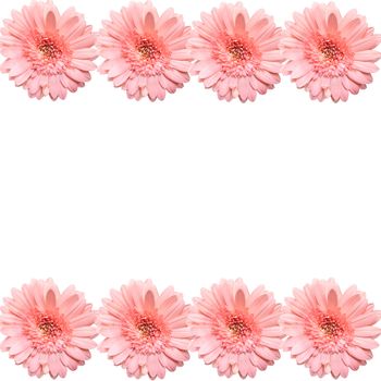 blooming beautiful pink flower isolated on white background .