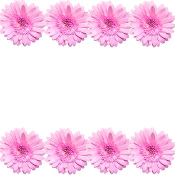 blooming beautiful pink flower isolated on white background .