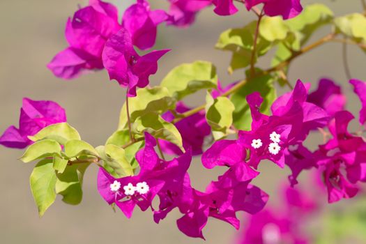 Pink blooming flower against the blue sky.