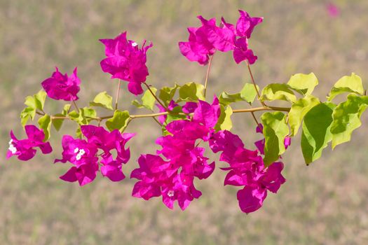 Pink blooming flower against the blue sky.