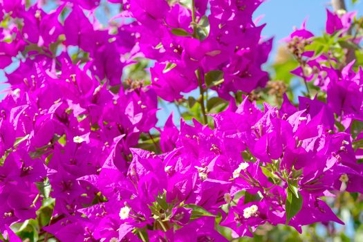 Pink blooming flower against the blue sky.