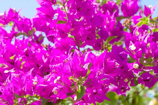 Pink blooming flower against the blue sky.