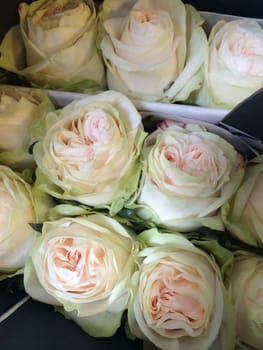 Close up of light green and cream colored roses bouquet