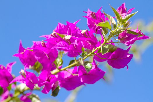 Pink blooming flower against the blue sky.