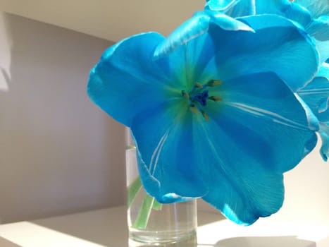 Blue tulip in a vase