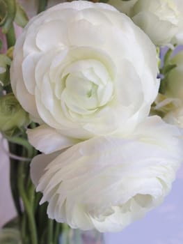 Bouquet of white ranunculus