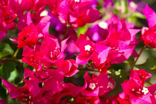 Pink blooming flower against the blue sky.