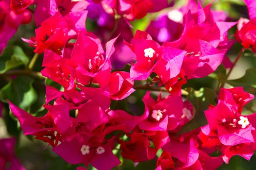 Pink blooming flower against the blue sky.