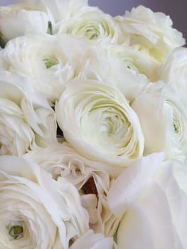 Bouquet of white ranunculus