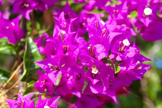 Pink blooming flower against the blue sky.