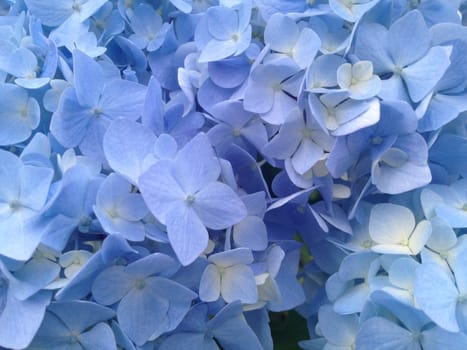 Blue hydrangea in full bloom in a bush in nature