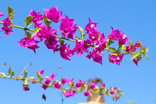 Pink blooming flower against the blue sky.