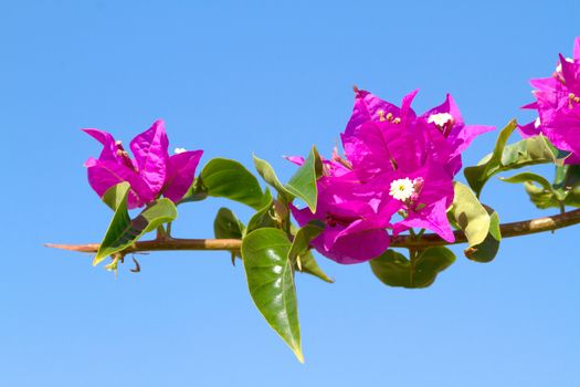 Pink blooming flower against the blue sky.