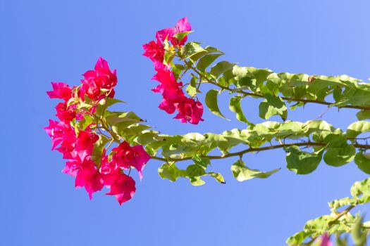 Pink blooming flower against the blue sky.