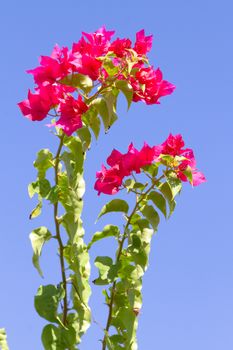 Pink blooming flower against the blue sky.