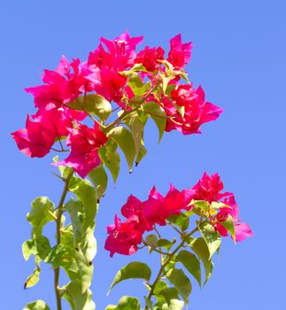 Pink blooming flower against the blue sky.