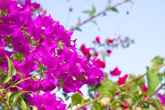 Pink blooming flower against the blue sky.