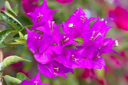 Pink blooming flower against the blue sky.