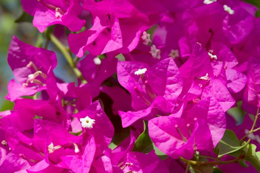 Pink blooming flower against the blue sky.