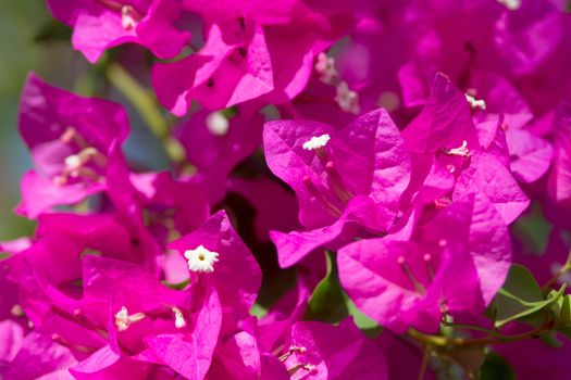 Pink blooming flower against the blue sky.