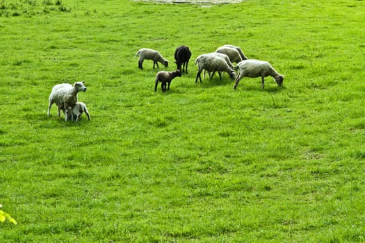 Sheeps on a field in denamrk in spring