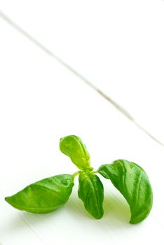 Fresh green basil on white wooden table with copy space