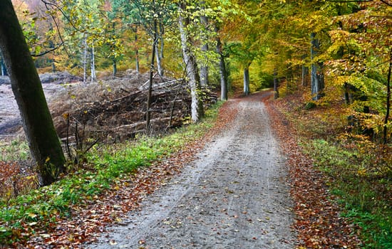 Colorful forest in autumn in denmark in the daytime