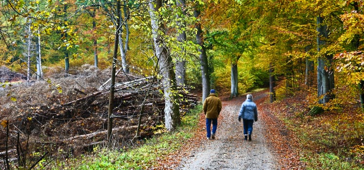 Colorful forest in autumn in denmark in the daytime