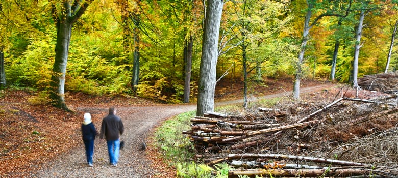Colorful forest in autumn in denmark in the daytime