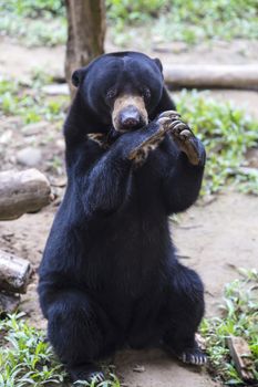 Picture of funny Malaysian sun bear.