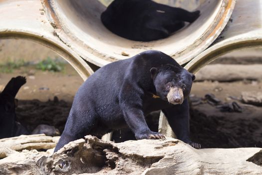 Malayan sun bear seat around the nature 