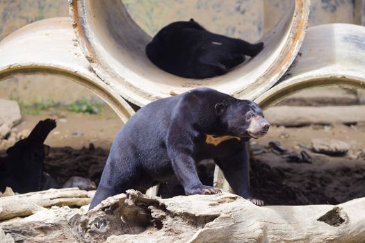 Malayan sun bear seat around the nature 