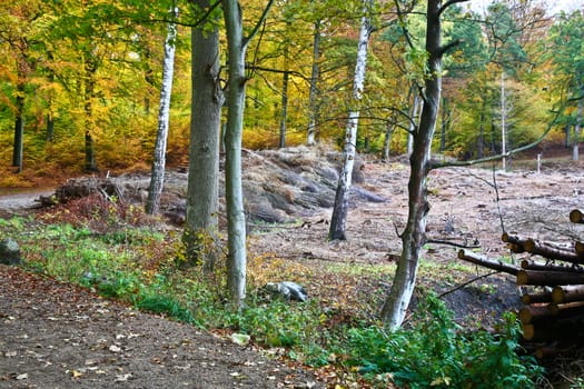 Colorful forest in autumn in denmark in the daytime