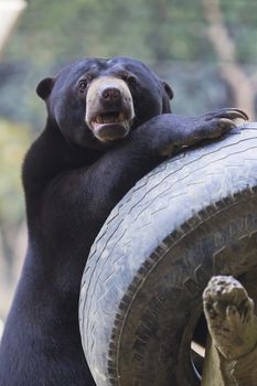 Malayan sun bear seat around the nature 