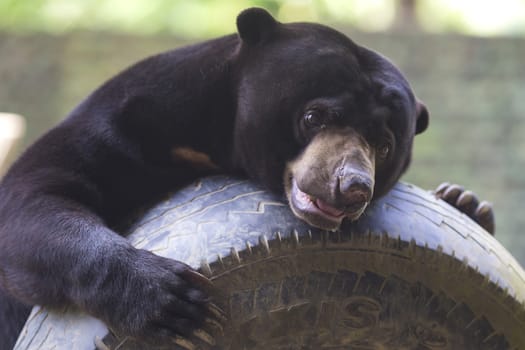 Malayan sun bear