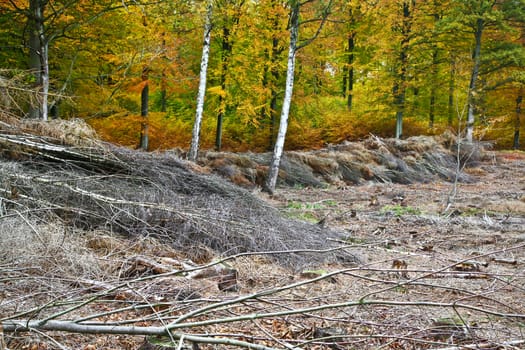 Colorful forest in autumn in denmark in the daytime