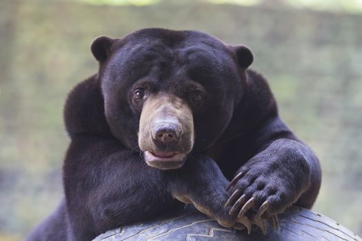 Malayan sun bear