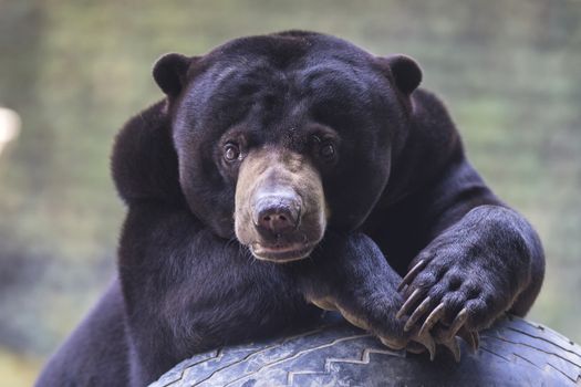 Malayan sun bear