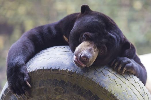 Malayan sun bear