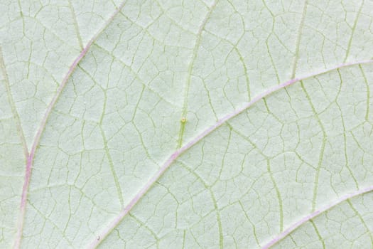 Abstract green leaf texture for background.