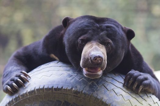 Malayan sun bear