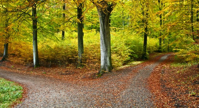 Colorful forest in autumn in denmark in the daytime