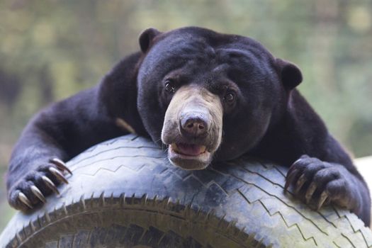 Malayan sun bear