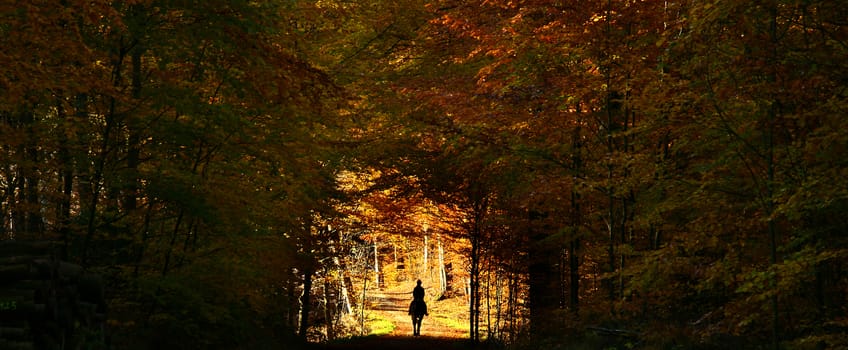 Colorful forest in autumn in denmark in the daytime