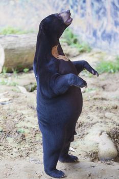 Malayan sun bear